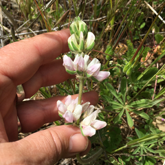 Lupinus microcarpus