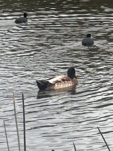 iNaturalist image