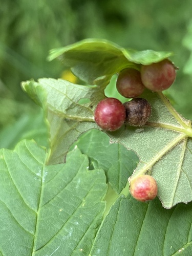 Maple gall wasp