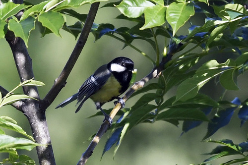 Great Tit