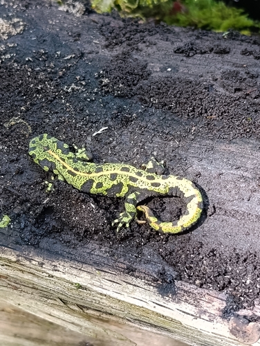 Marbled Newt