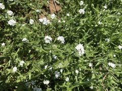 Cryptantha clevelandii