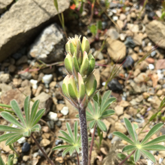 Lupinus microcarpus