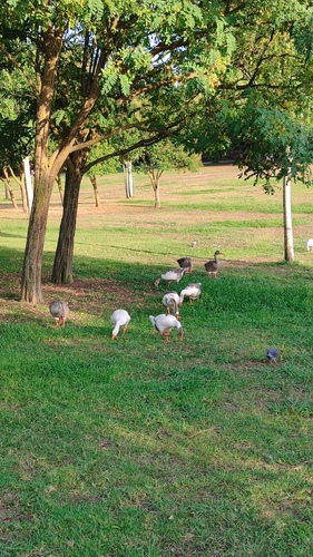 iNaturalist image