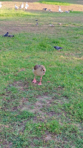 iNaturalist image