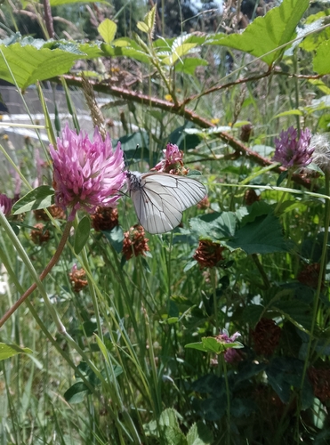 Black-veined White