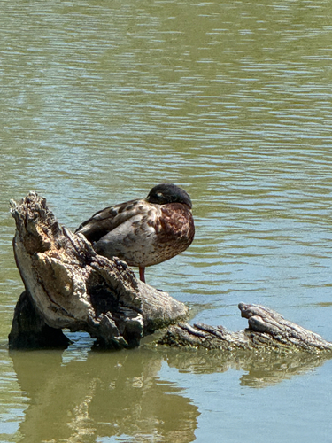 iNaturalist: (c) karolinathomas, some rights reserved (CC BY-NC) iNaturalist image