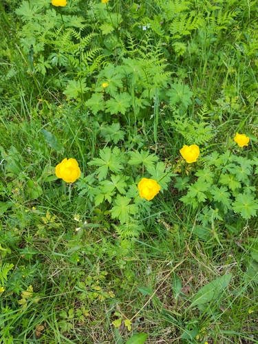 European Globeflower