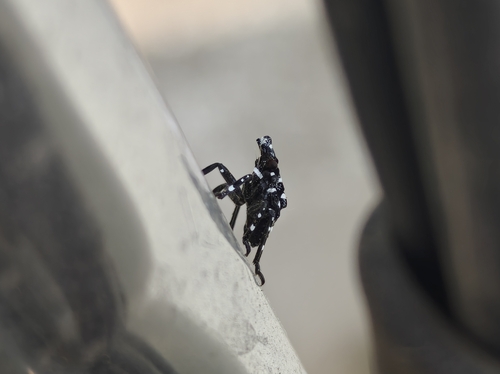 Spotted Lanternfly