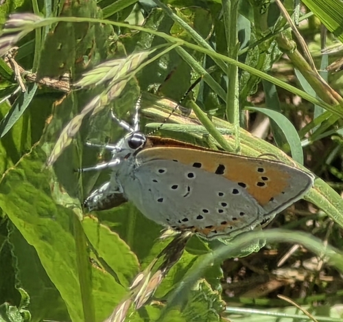 Large Copper