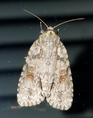 Acronicta ovata
