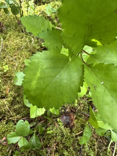 Betula humilis, photograph 6