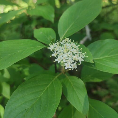 Red-barked dogwood (Cornus alba)