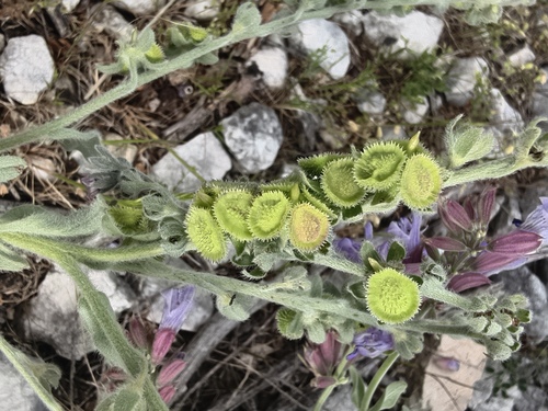 Cynoglossum columnae