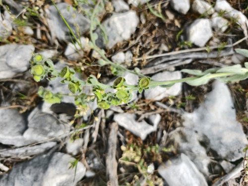 Cynoglossum columnae, photograph 1