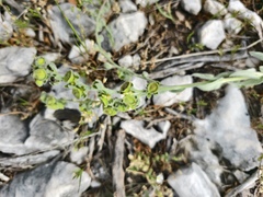 Cynoglossum columnae, photograph fmunoz, CC BY, iNaturalist via GBIF