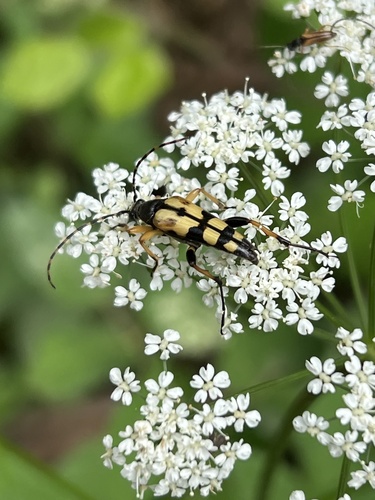 Spotted Longhorn Beetle
