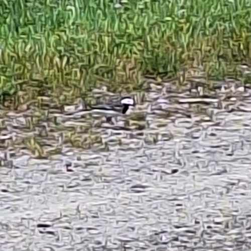 White Wagtail