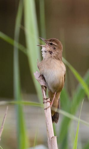 Savi's Warbler