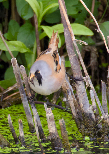 Bearded Reedling