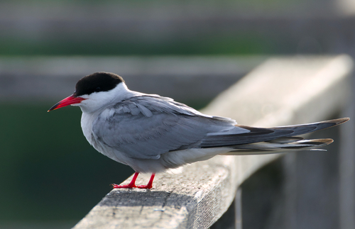 iNaturalist: (c) Chris Baumann, some rights reserved (CC BY-NC), uploaded by Chris Baumann iNaturalist image