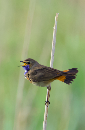 Bluethroat