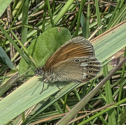 Chestnut Heath