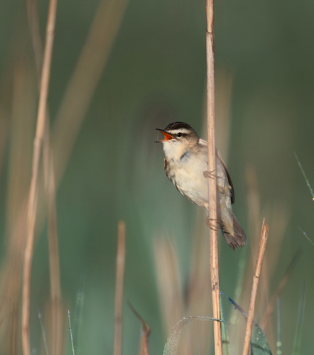 Sedge Warbler