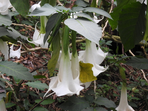 Brugmansia × candida