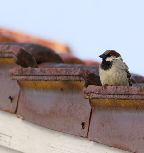 House Sparrow