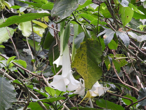 Brugmansia × candida