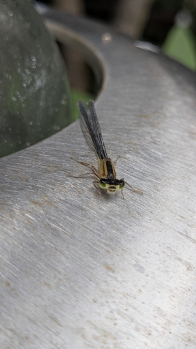 Blue-tailed Damselfly