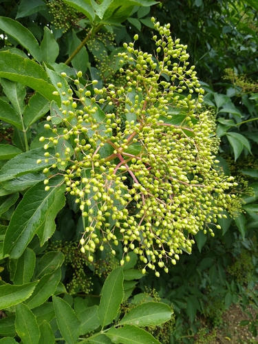 European black elderberry