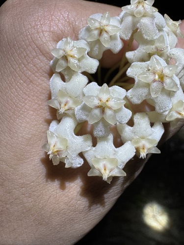 Hoya oreogena