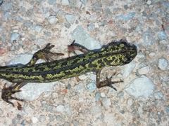 Triturus pygmaeus