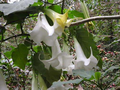 Brugmansia × candida