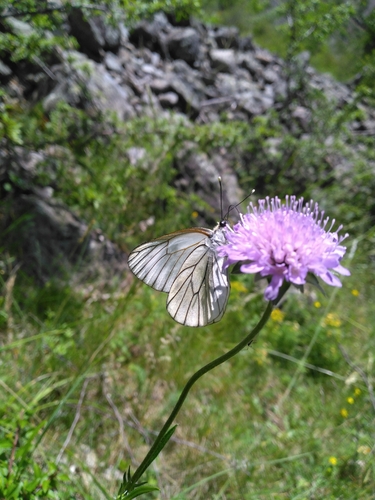 Black-veined White