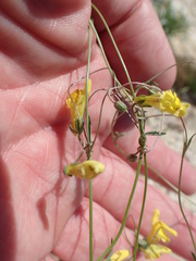 Neogaerrhinum filipes