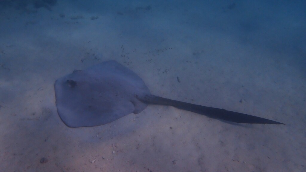 Broad cowtail ray gliding over a dim sandy bottom with its long tail trailing