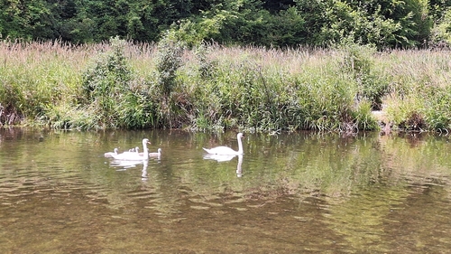 Mute Swan