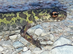 Triturus pygmaeus