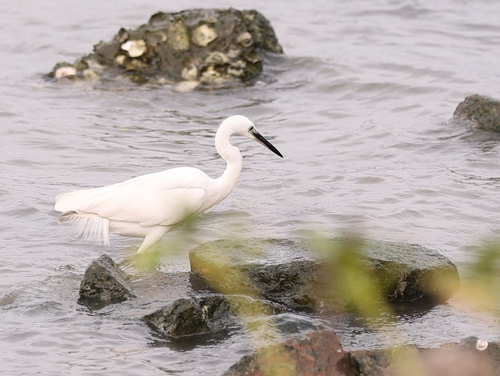 iNaturalist image
