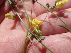 Neogaerrhinum filipes