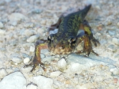 Triturus pygmaeus