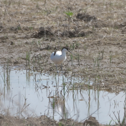 iNaturalist image
