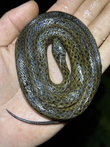 Taron Keelback