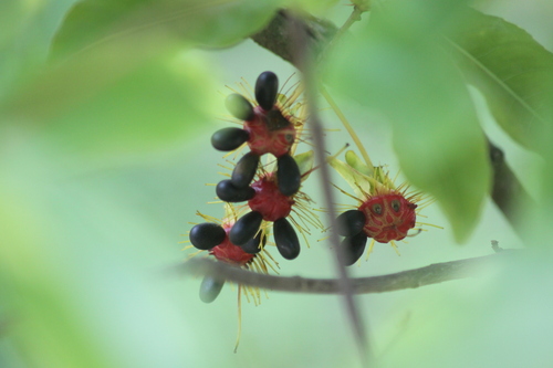 Ochna thomasiana