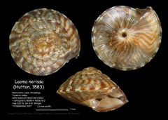 Laoma nerissa