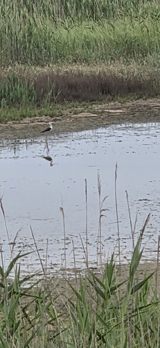 iNaturalist image