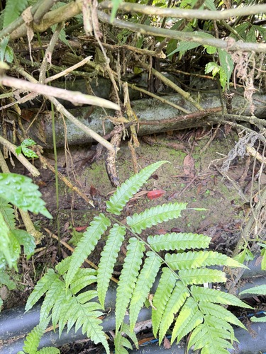 Diplazium dilatatum, photograph 3